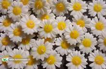 حال و هوایی دیگر، در مراکز فرهنگی هنری کانون استان قم همزمان با ایام دهه فجر و جشن بزرگ نیمه شعبان